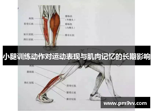 小腿训练动作对运动表现与肌肉记忆的长期影响